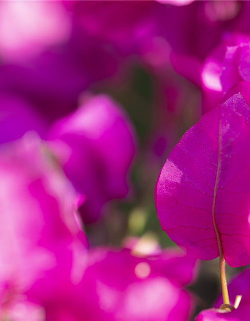 Bougainvillea