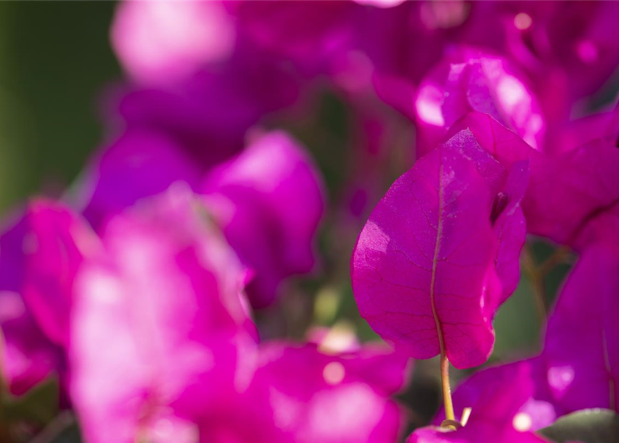 Bougainvillea