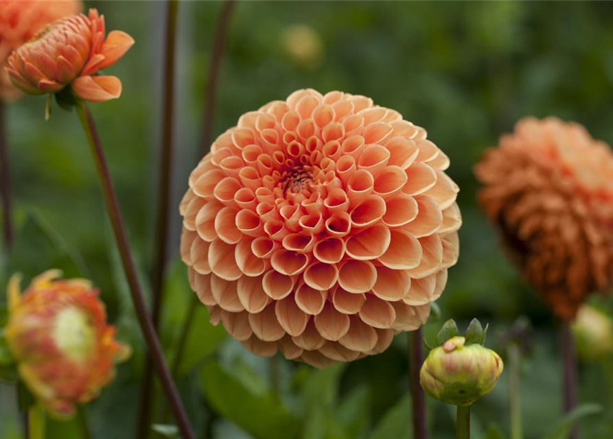 Dahlia Pompon