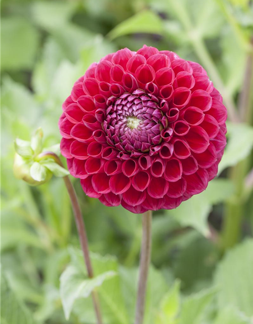 Dahlia Pompon