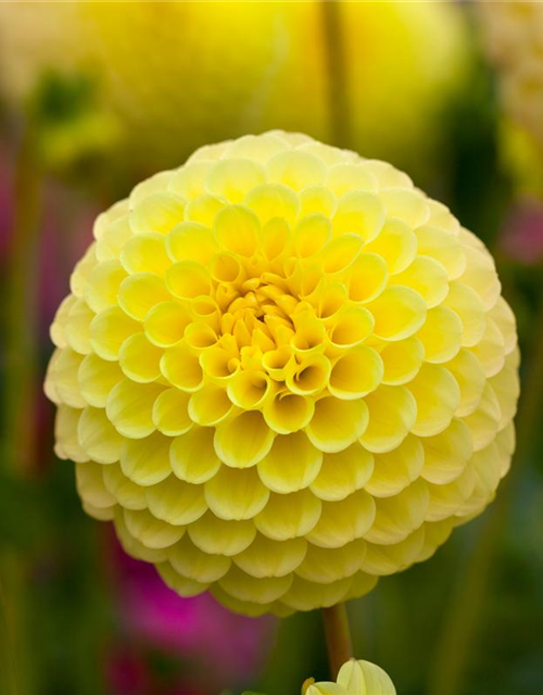 Dahlia Pompon