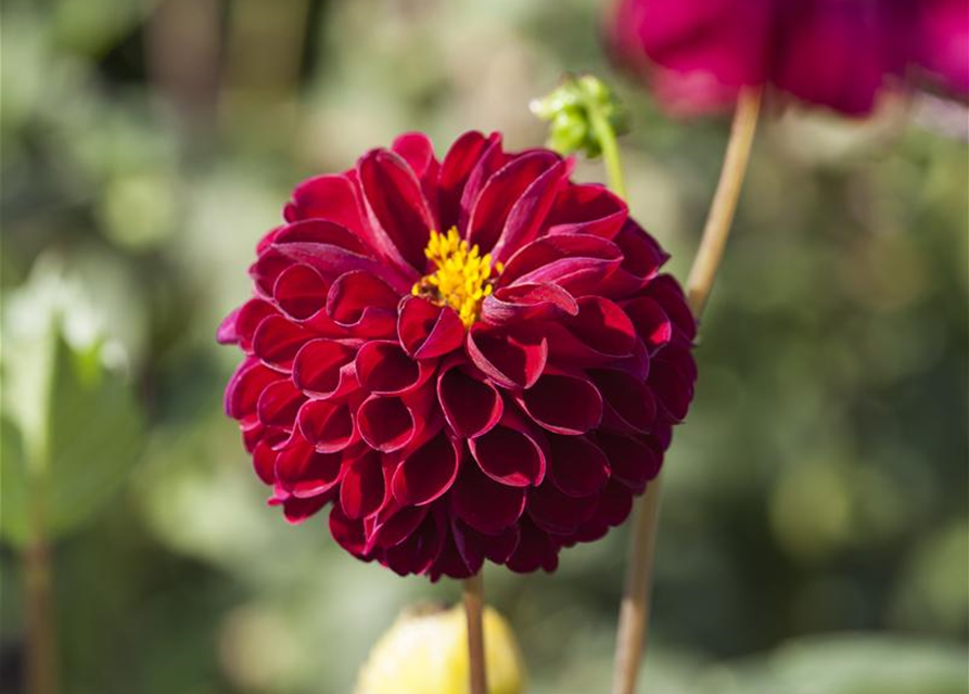 Dahlia Pompon