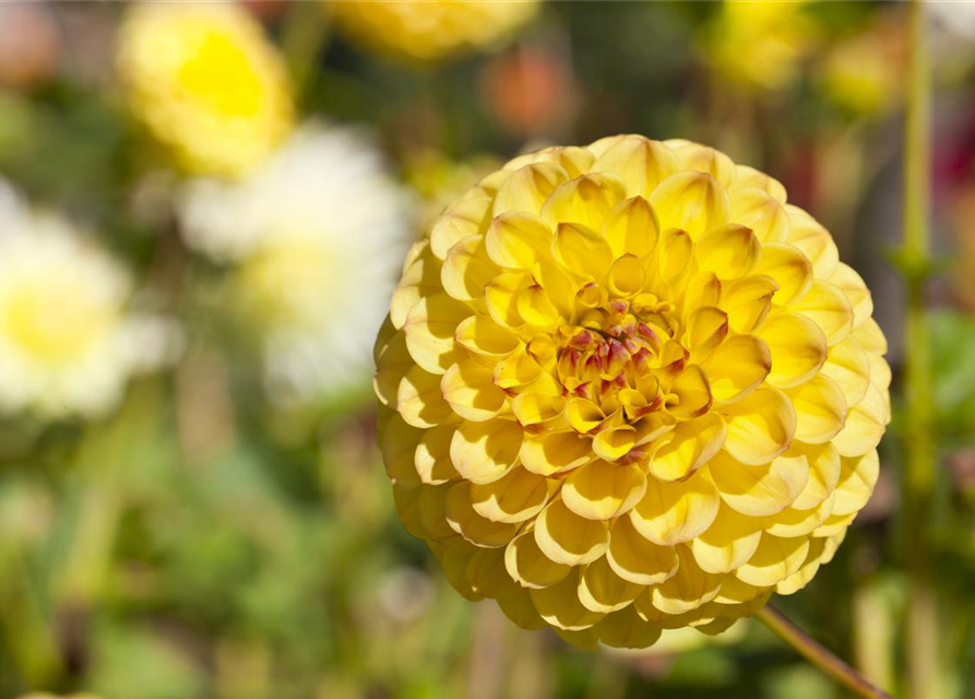 Dahlia Pompon