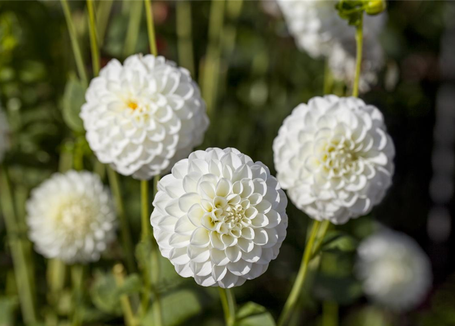 Dahlia Pompon