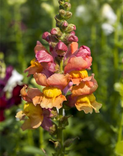 Antirrhinum majus