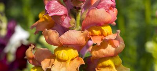 Antirrhinum majus