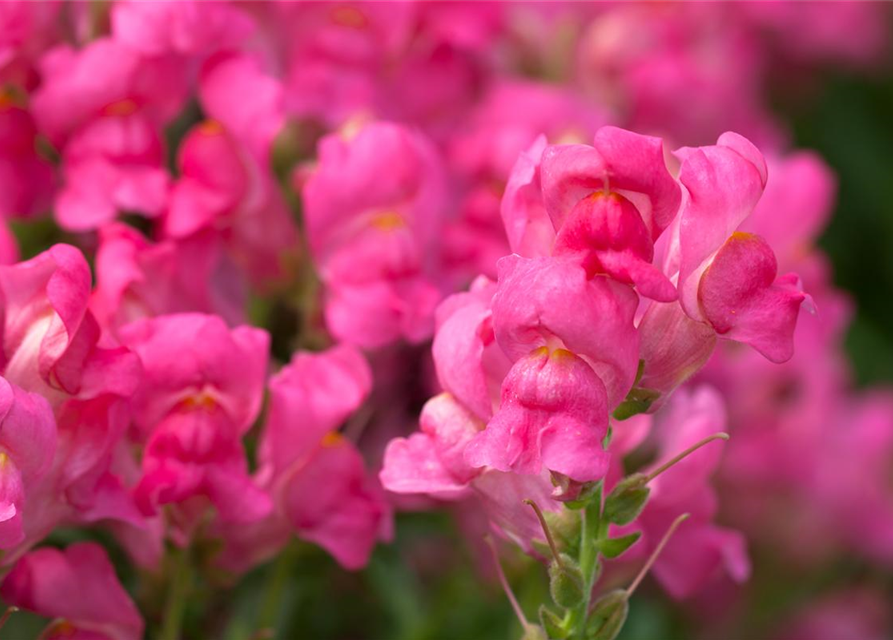 Antirrhinum majus