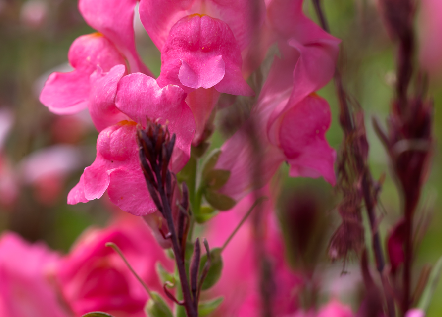 Antirrhinum majus