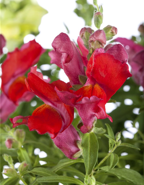 Antirrhinum majus