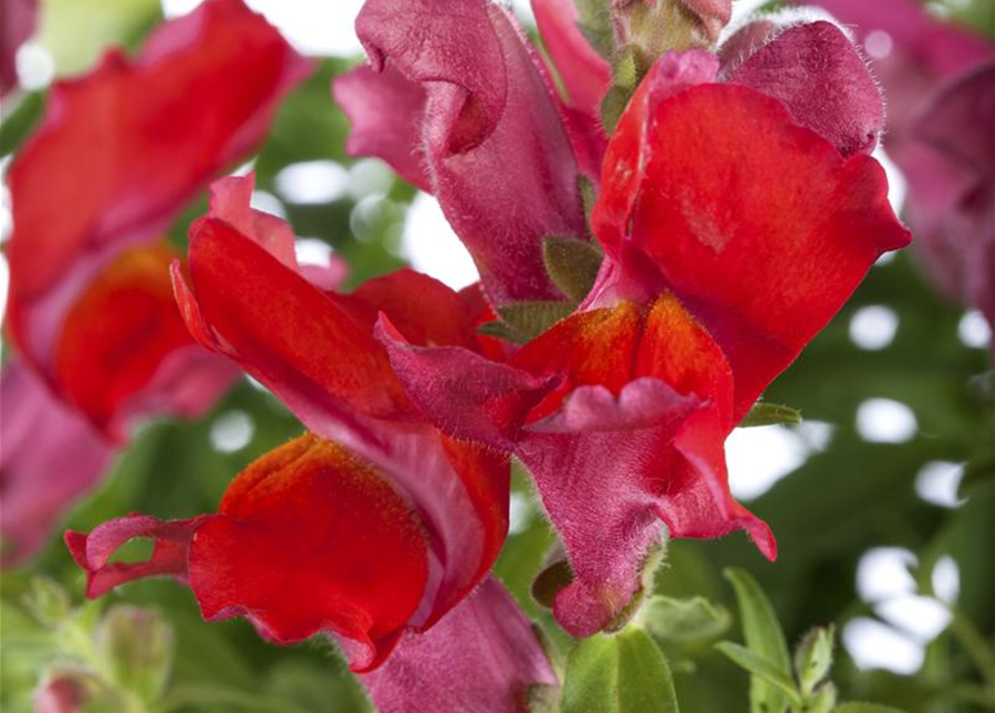 Antirrhinum majus