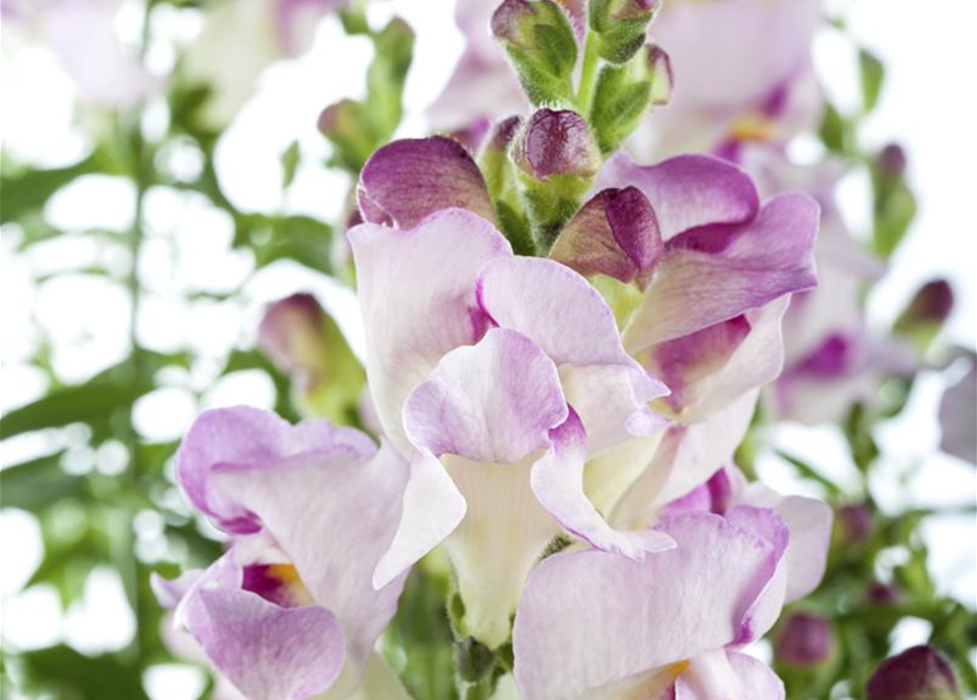 Antirrhinum majus