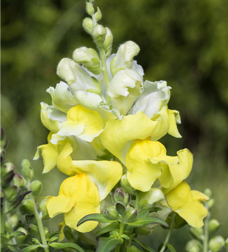 Antirrhinum majus, gelb