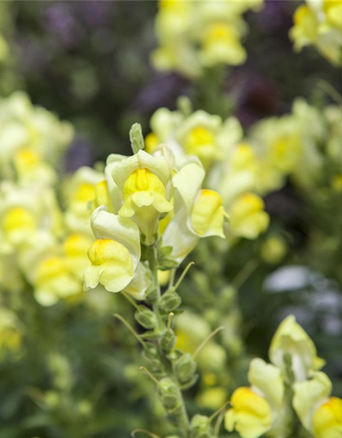 Antirrhinum majus, gelb