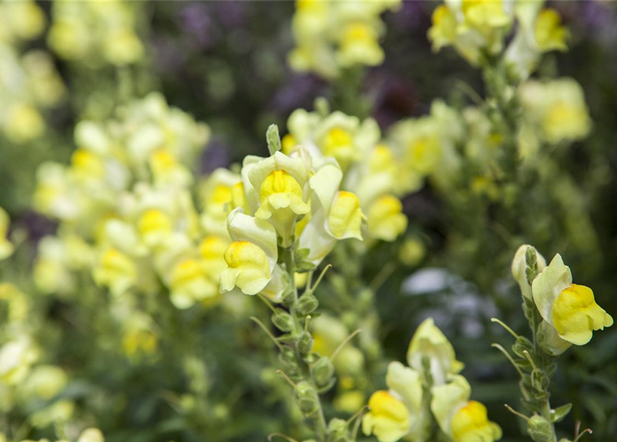 Antirrhinum majus, gelb