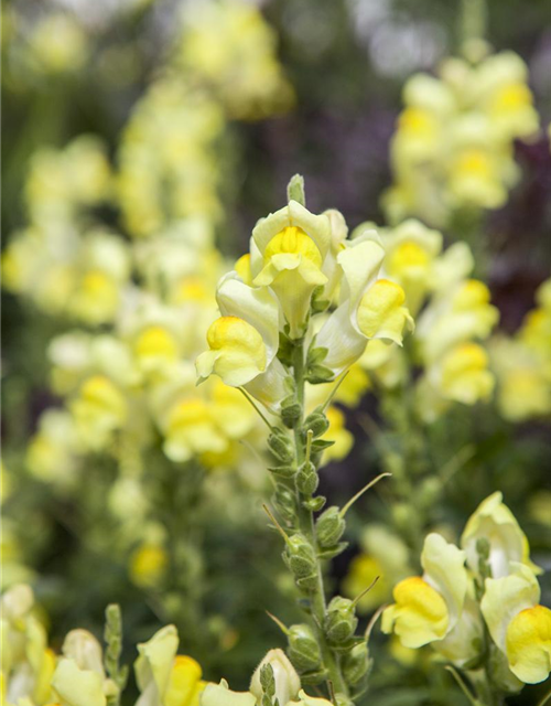 Antirrhinum majus, gelb