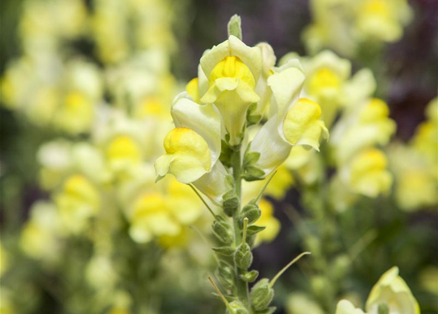 Antirrhinum majus, gelb