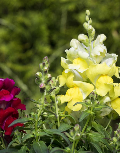 Antirrhinum majus, gelb