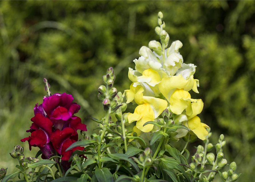 Antirrhinum majus, gelb