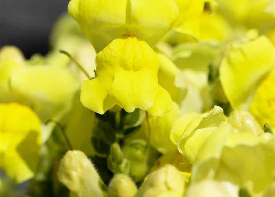 Antirrhinum majus, gelb