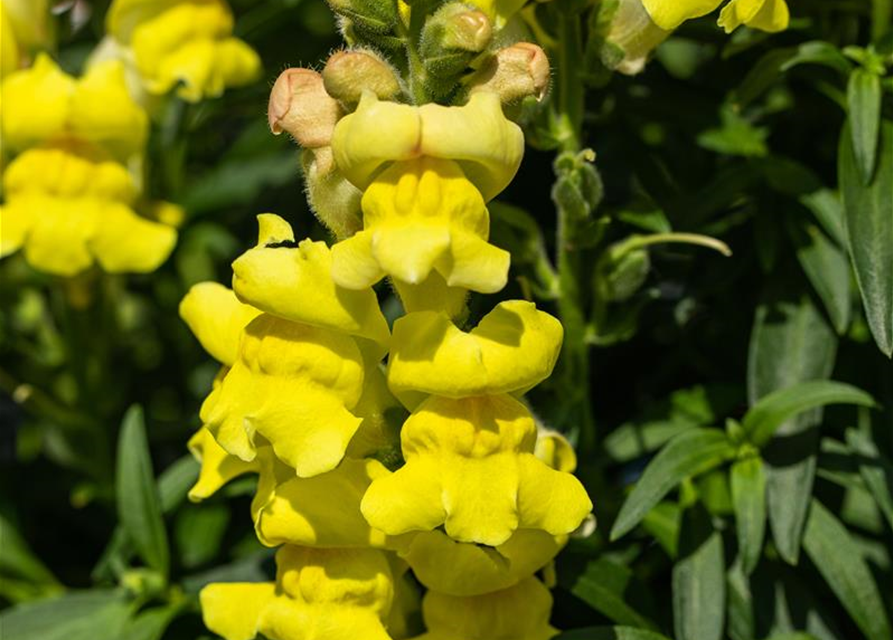 Antirrhinum majus, gelb