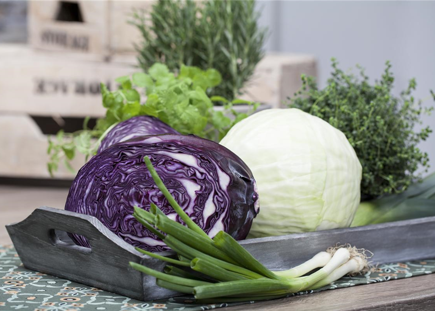 Brassica oleracea var. capitata f. rubra