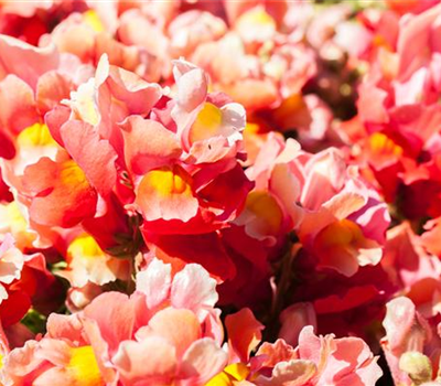 Antirrhinum majus, rot