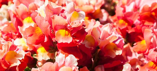 Antirrhinum majus, rot