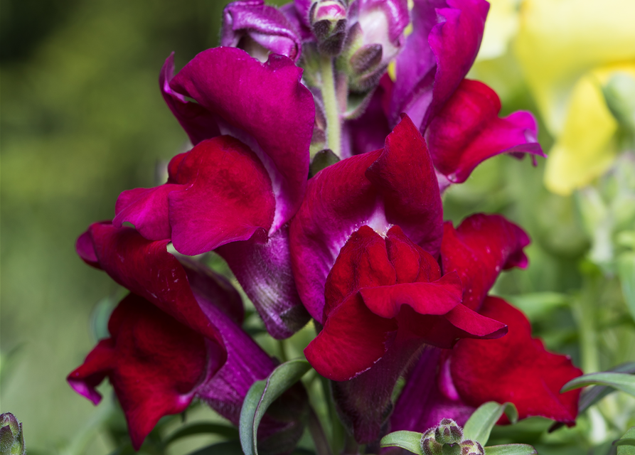 Antirrhinum majus, rot