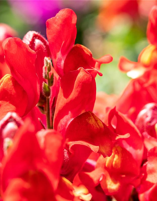 Antirrhinum majus, rot