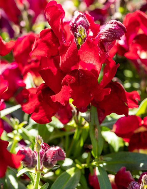 Antirrhinum majus, rot