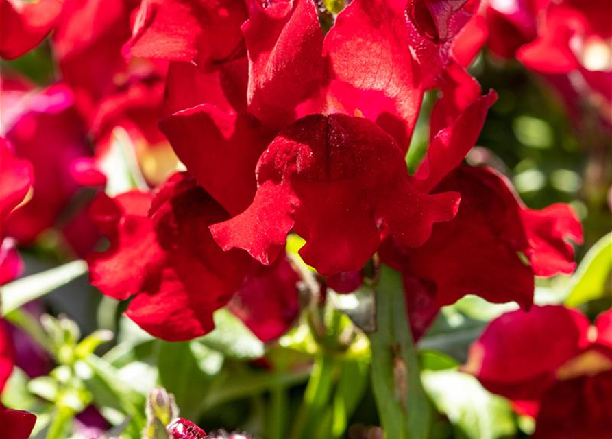 Antirrhinum majus, rot