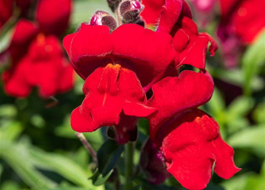 Antirrhinum majus, rot