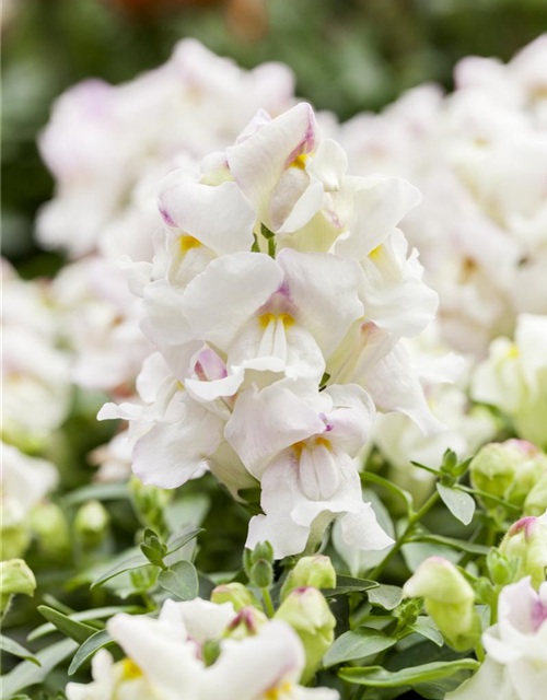 Antirrhinum majus, weiß