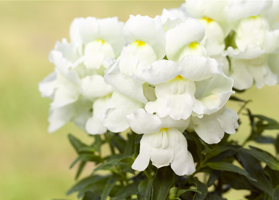 Antirrhinum majus, weiß