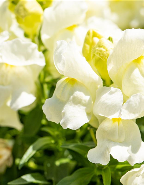 Antirrhinum majus, weiß