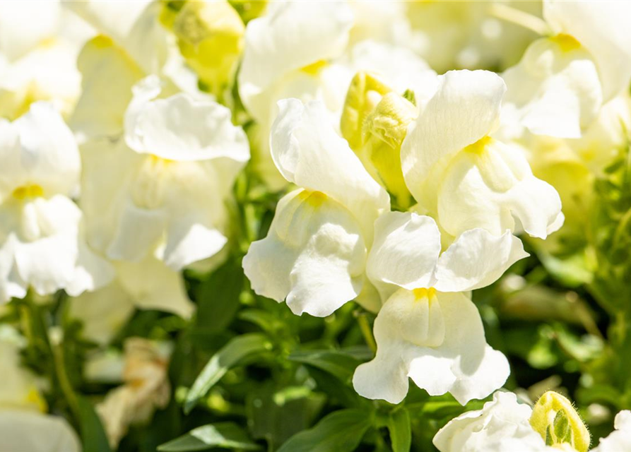 Antirrhinum majus, weiß