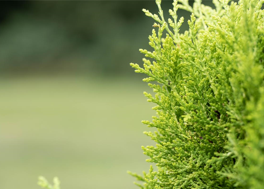 Chamaecyparis lawsoniana