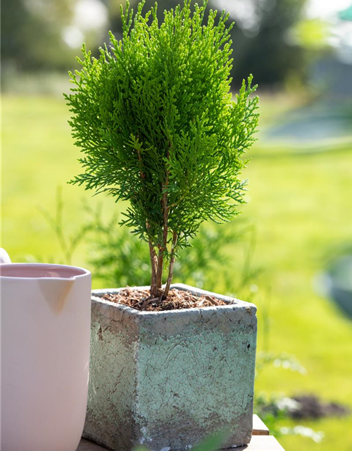 Chamaecyparis lawsoniana