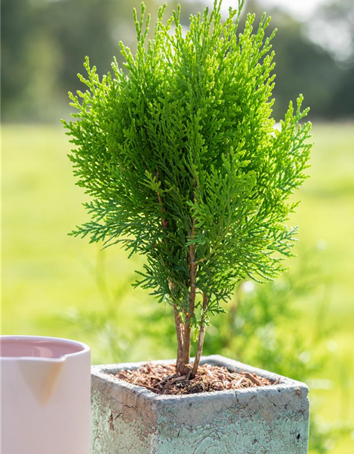 Chamaecyparis lawsoniana