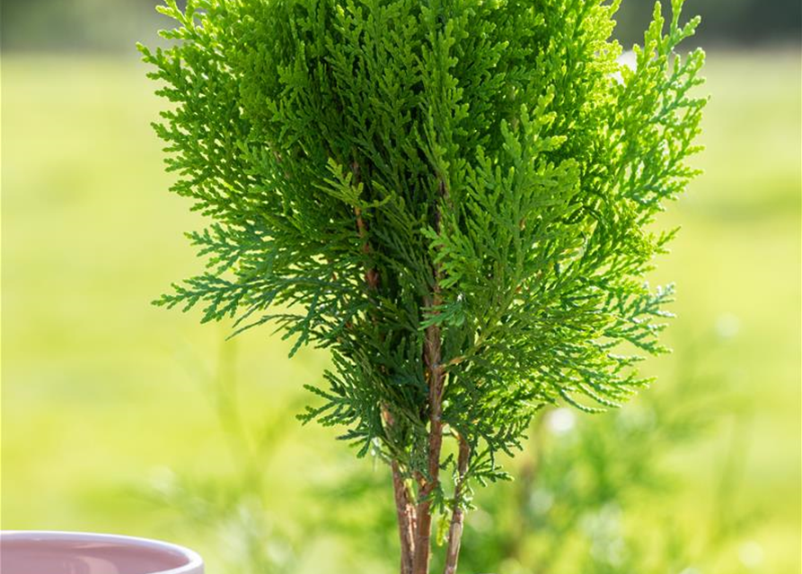 Chamaecyparis lawsoniana