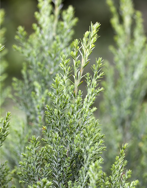 Chamaecyparis lawsoniana 'Ellwoodii'