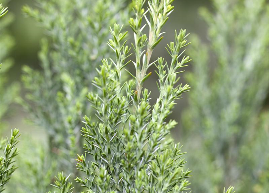 Chamaecyparis lawsoniana 'Ellwoodii'