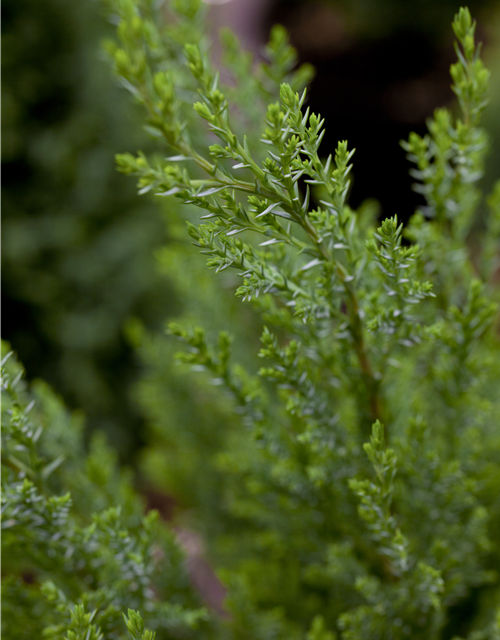 Chamaecyparis lawsoniana 'Ellwoodii'