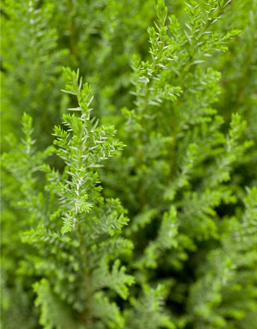 Chamaecyparis lawsoniana 'Ellwoodii'