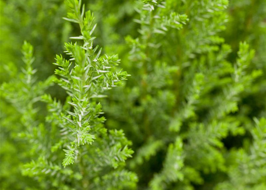 Chamaecyparis lawsoniana 'Ellwoodii'