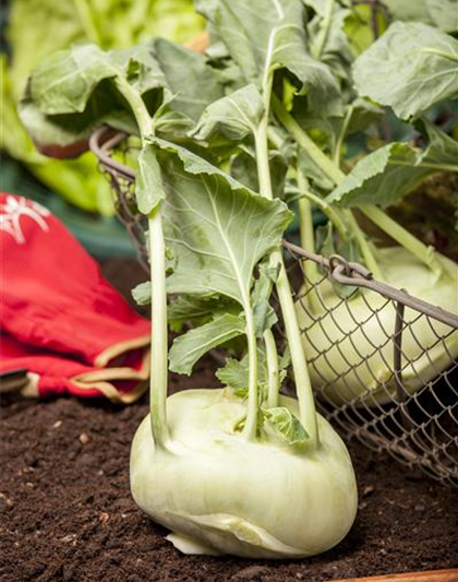 Brassica oleracea var. gongylodes