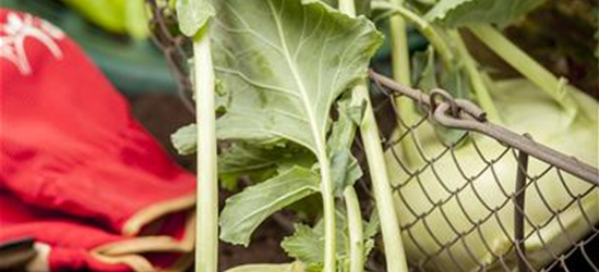 Brassica oleracea var. gongylodes