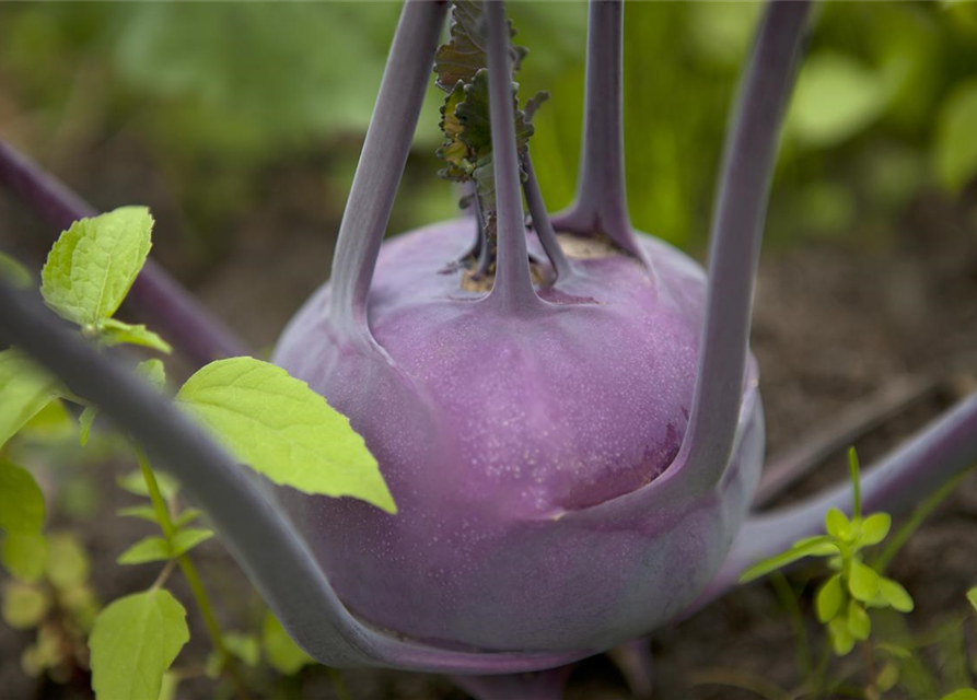 Brassica oleracea var. gongylodes