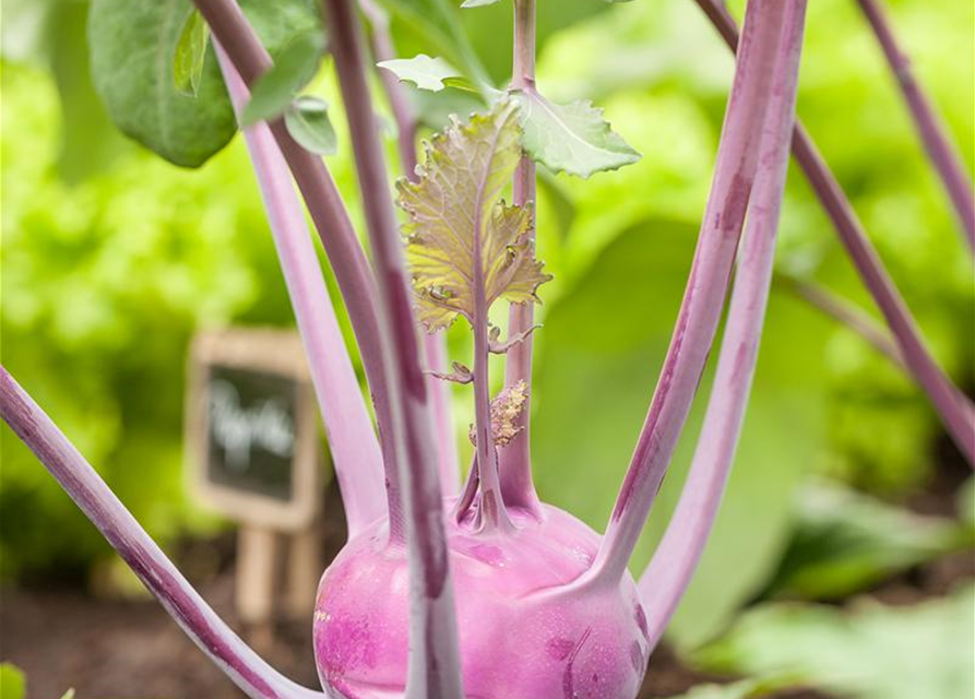 Brassica oleracea var. gongylodes