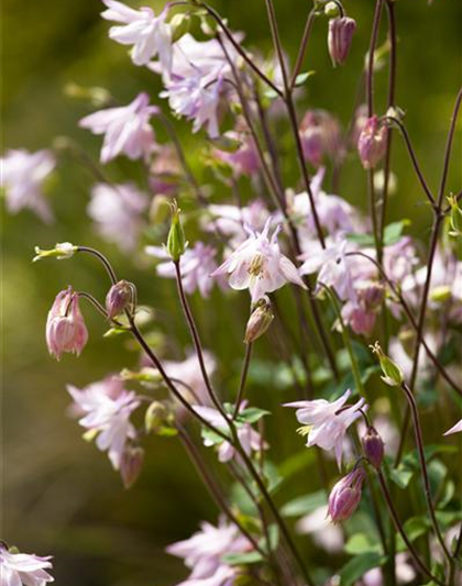 Aquilegia vulgaris